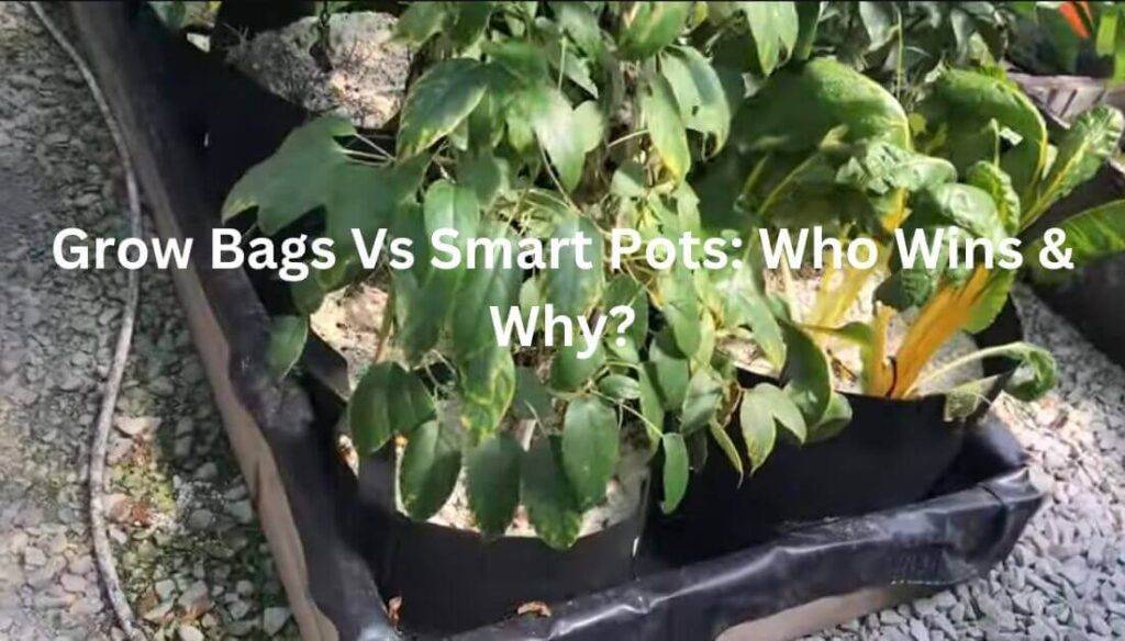 grow bags vs smart pots
